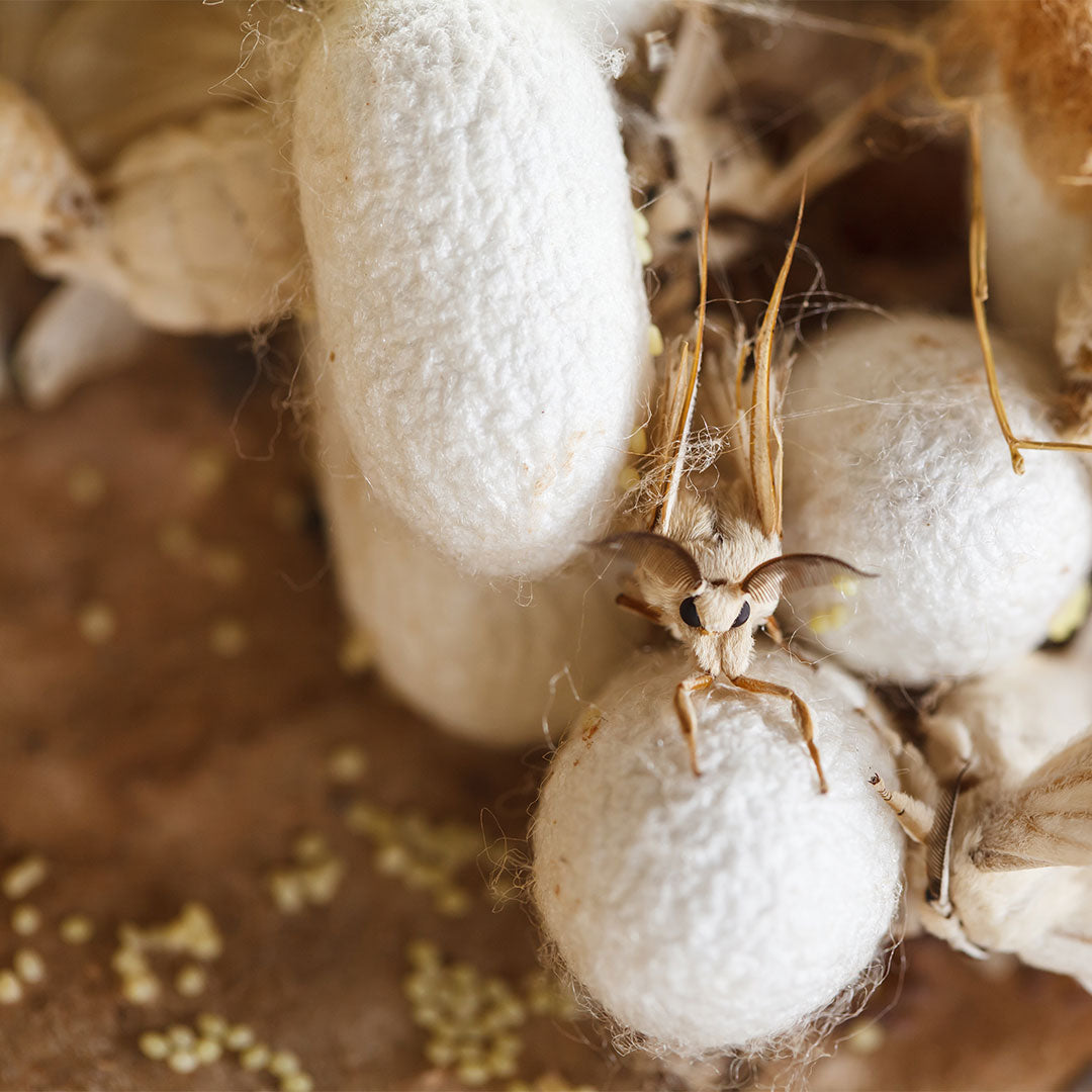 What is Silk?