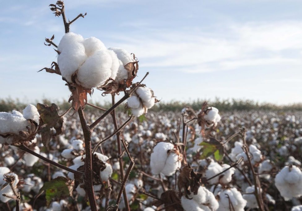 Australian-Grown-Cotton